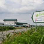 Jovanjica