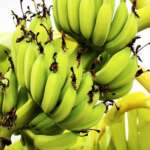 banane