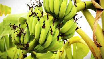 banane